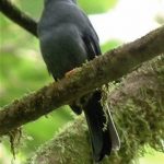 Black-faced_Solitaire