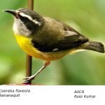 Coereba_flaveola_Bananaquit