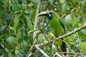 DG_Emerald_Toucanet