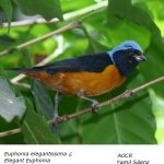 Euphonia_elegantissima_