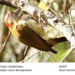 Golden-olive_Woodpecker