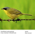 Gray-crowned_Yellowthroat