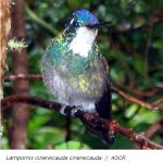 Lampornis_cinereicauda_m