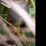 Orange-billed_NG_Thrush