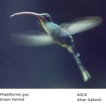 Phaethornis_guy