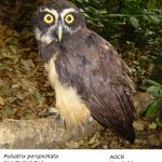 Spectacled_Owl