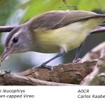 Vireo_leucophrys