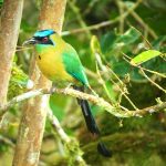 blue-crowned_motmot_4_B