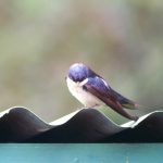 blue_and_white_swallow_B