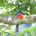 collared_trogon