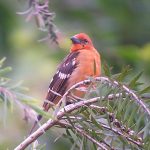 flame-colored_tanager_1_B