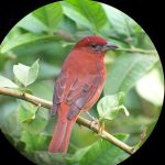 hepatic_tanager_3_B