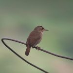 house_wren_2_B