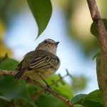 mistletoe_tyrannulet