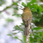 ochraceous_pewee_3