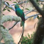 resplendent_quetzal_4_B