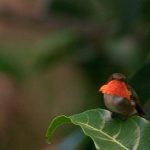 scintillant_hummingbird_2_B