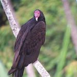 turkey_vulture_B