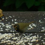 yellow_faced_grassquit_B