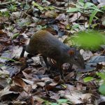 DG_Agouti