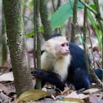 DG_White-thorated_Capuchin_Monkey