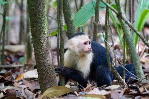 DG_White-thorated_Capuchin_Monkey