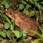 cane-toad-1