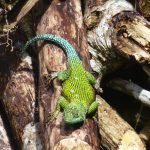 spinylizard