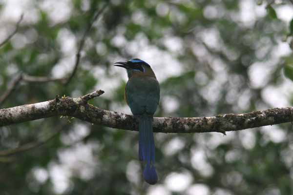 motmot