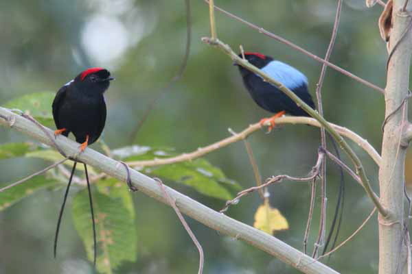 Manakins