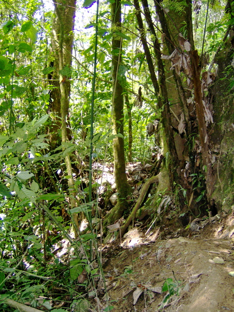 forest trail