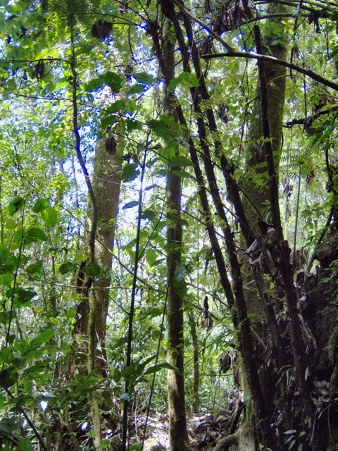 rainforest