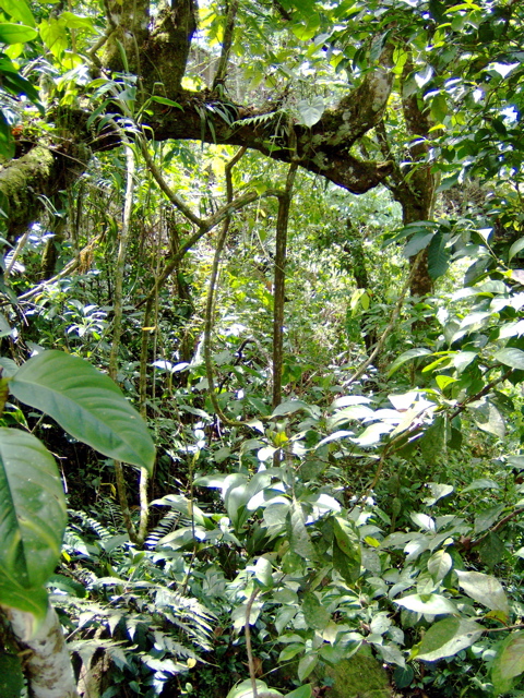 nature