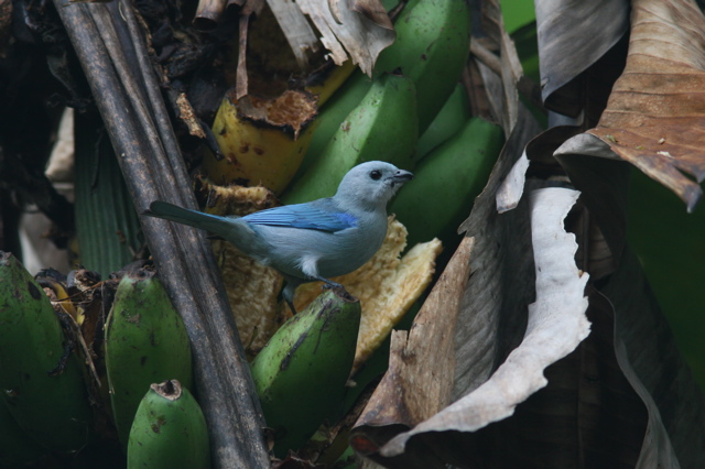 Blue Grey Tanager