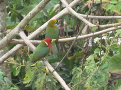 Barbets