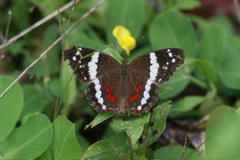 mariposa