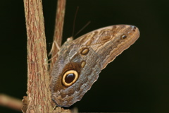 Caligo
