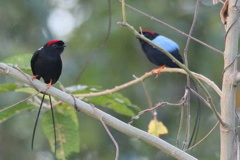 Manakins