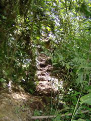 rich rainforest trail