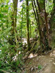 forest trail