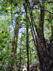 rainforest