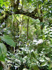 nature