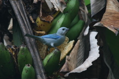 Blue Grey Tanager