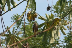 falcon