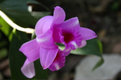 Orchid